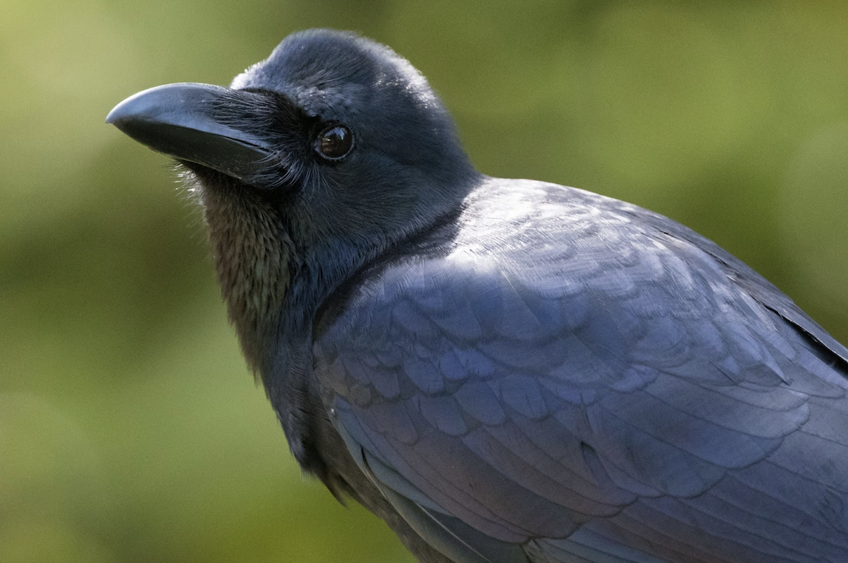Large-billed Crow (Indian Jungle) - ML224718831