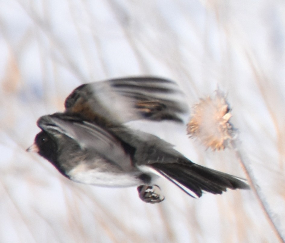 Dark-eyed Junco (cismontanus) - ML22471931