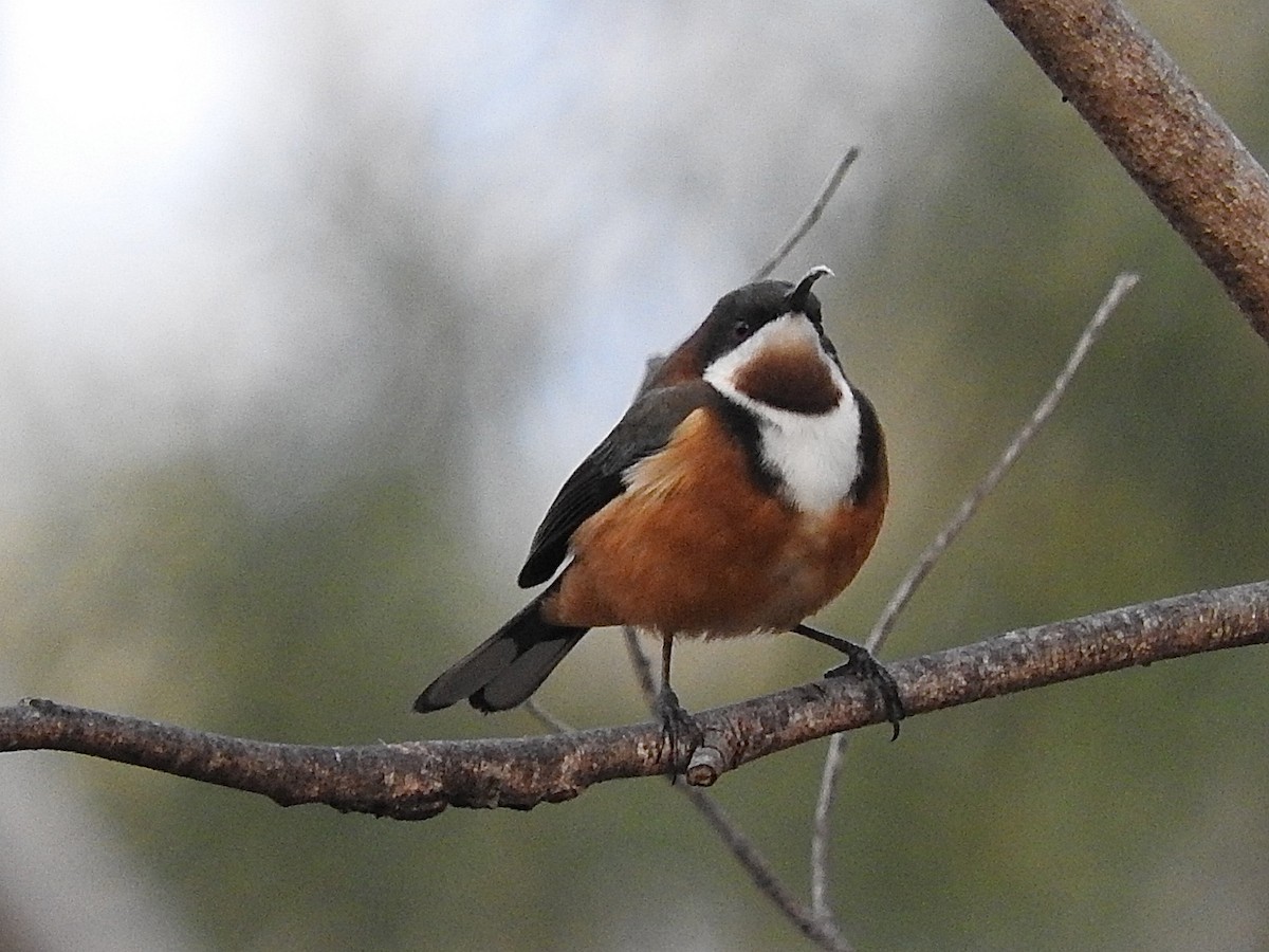 Eastern Spinebill - George Vaughan