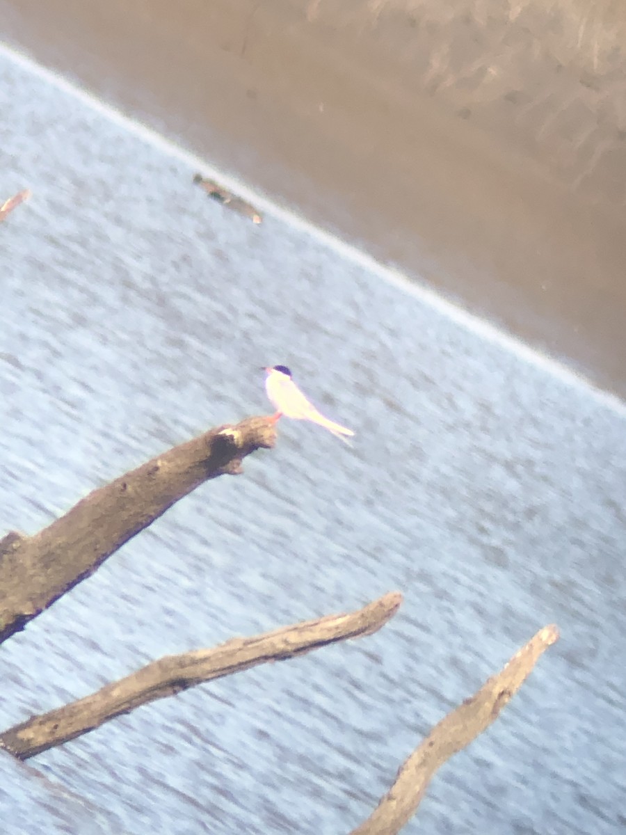 Forster's Tern - ML224720841