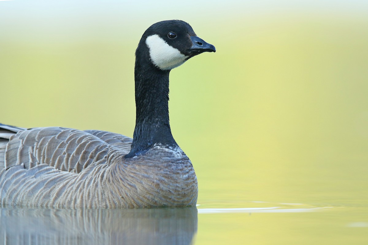 Cackling Goose - ML224721241