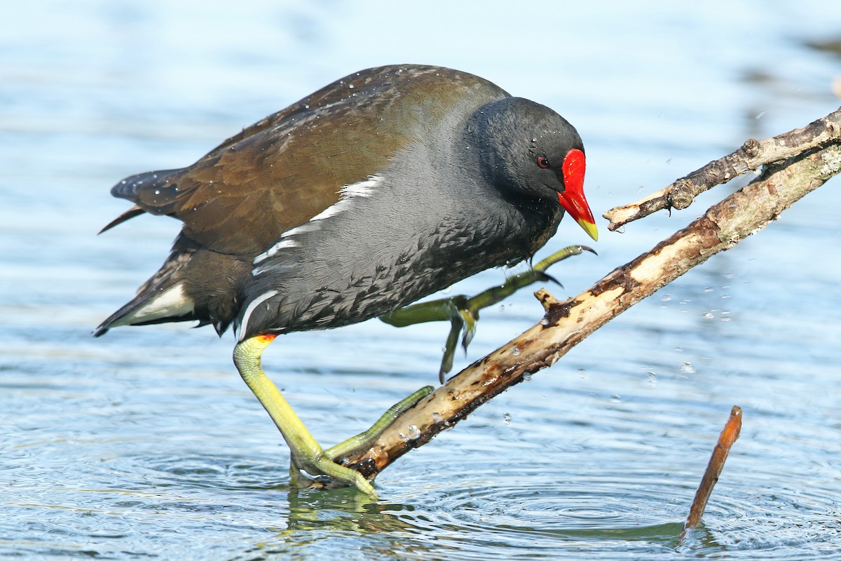 Eurasian Moorhen - Volker Hesse