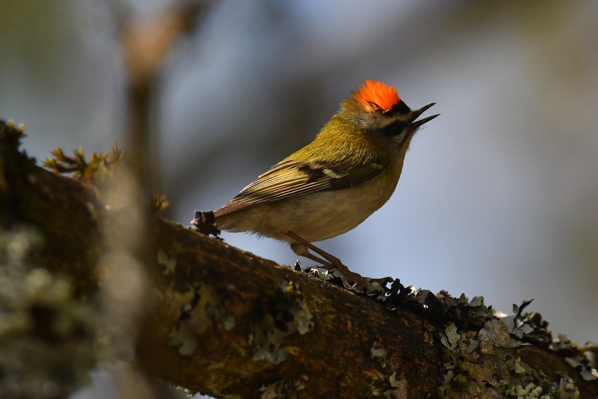 Common Firecrest - Lucie Huot