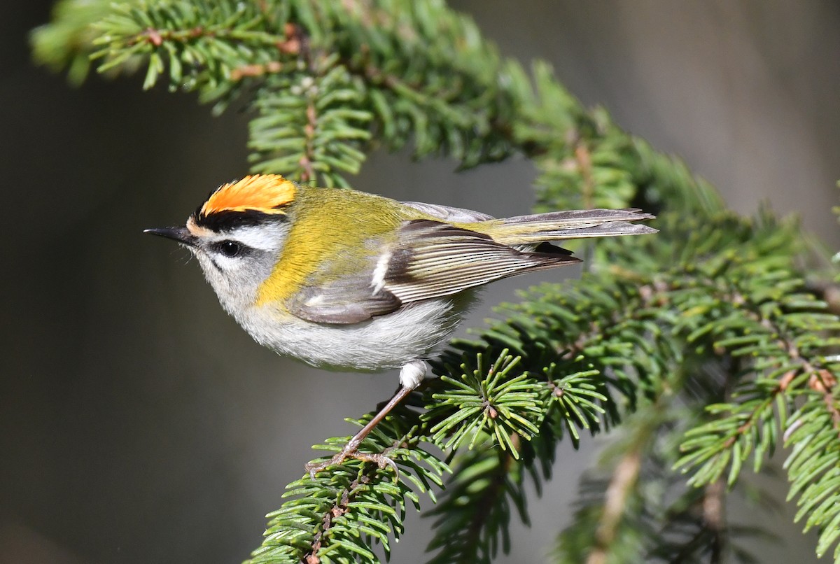 Common Firecrest - Lucie Huot