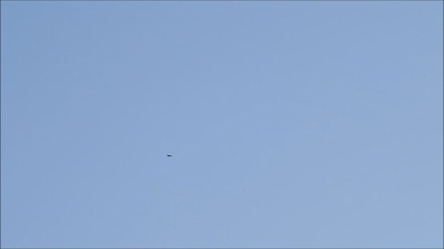 Aigle impérial - ML224725181