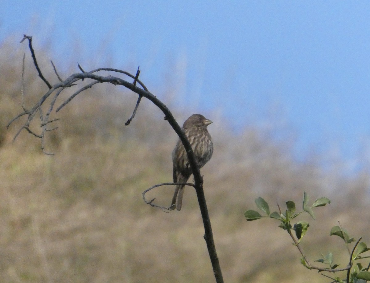 House Finch - ML224725221