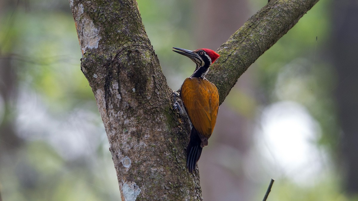 Greater Flameback - Thierry NOGARO