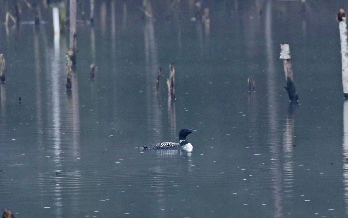 Common Loon - Elizabeth Brensinger