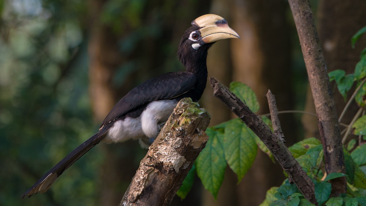 Oriental Pied-Hornbill - ML224725951