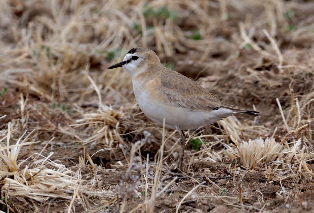 Mountain Plover - ML224728951