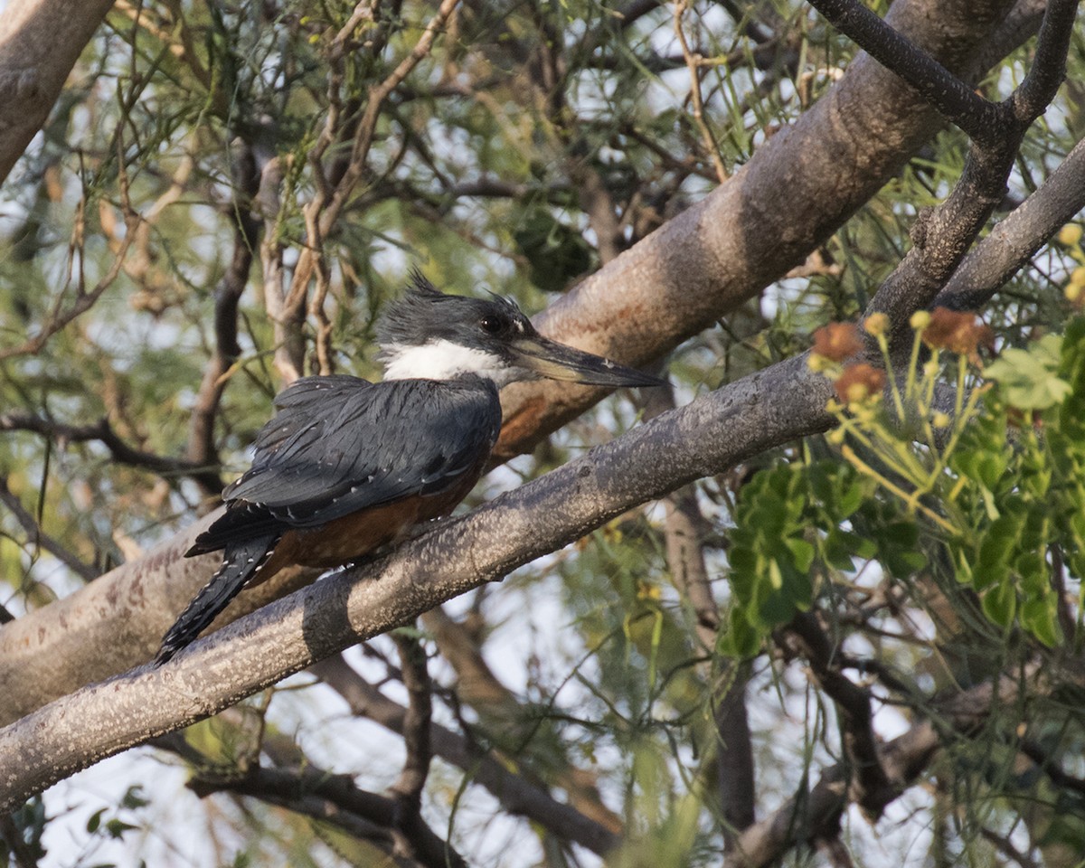 Ringed Kingfisher - Dixie Sommers