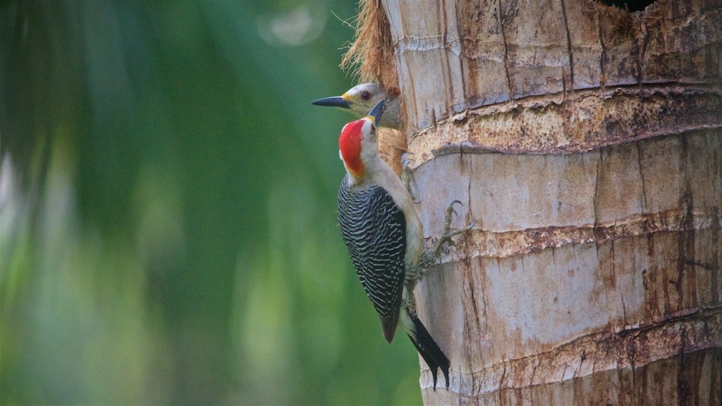 Golden-fronted Woodpecker - ML224729421