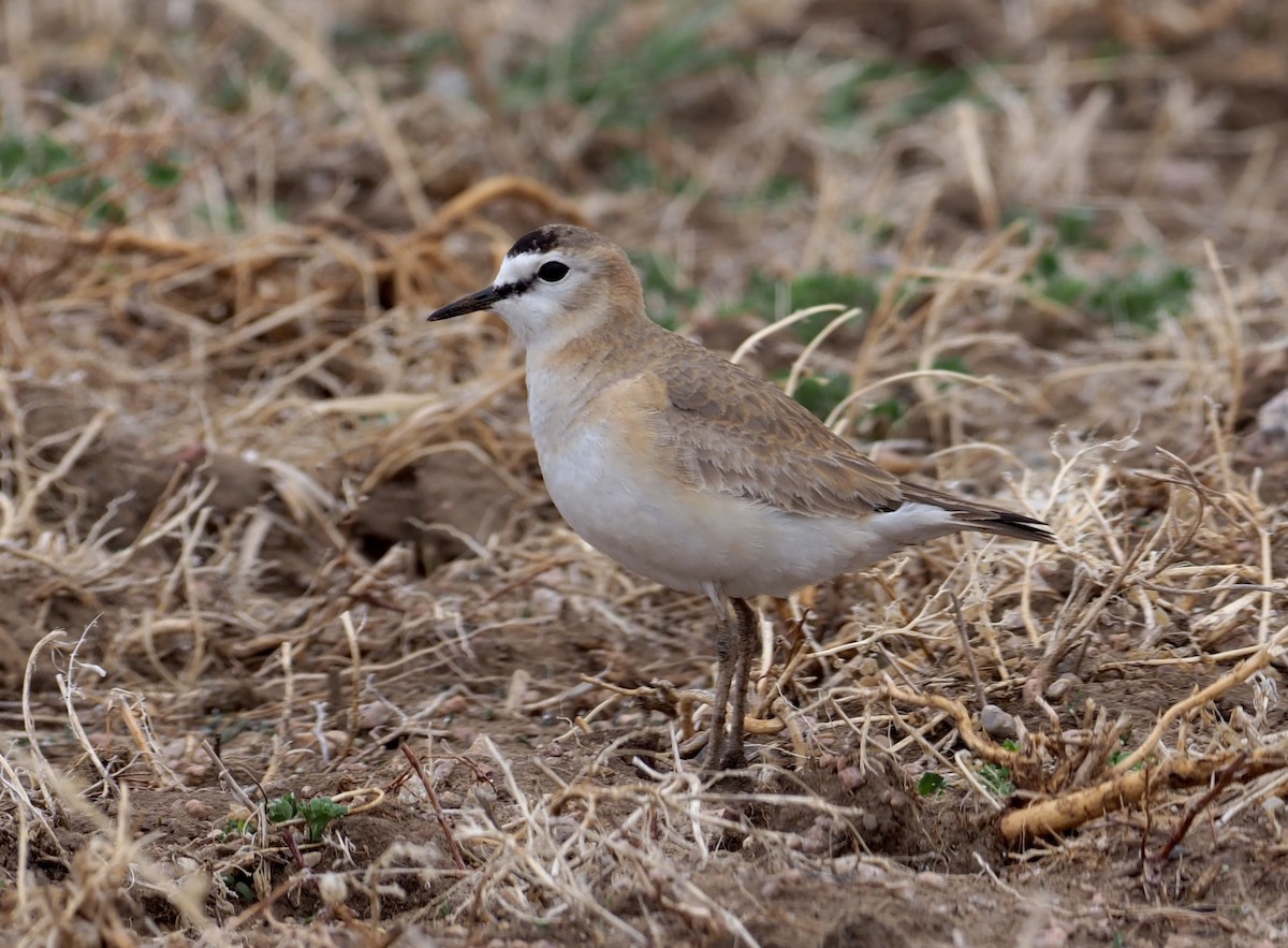 Mountain Plover - Stephan Lorenz / Rockjumper Birding Tours