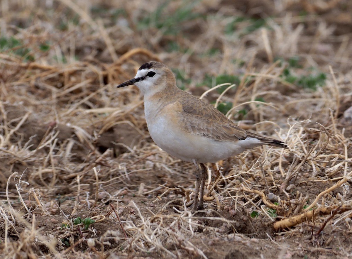 Mountain Plover - ML224729441