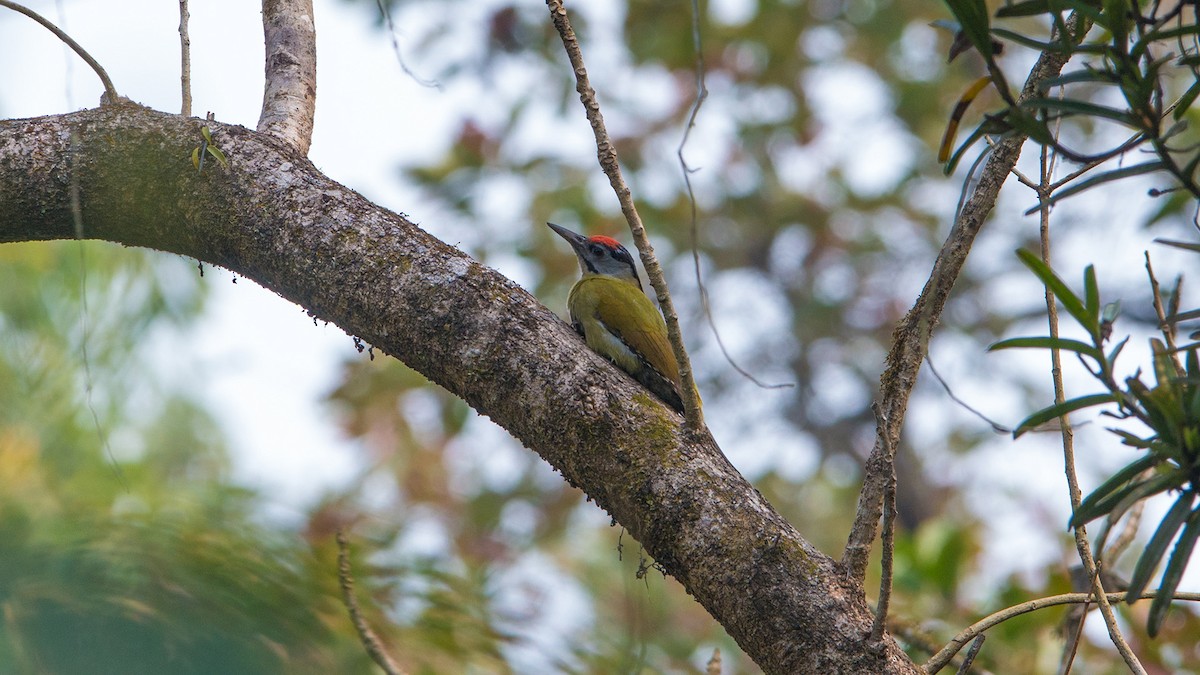 Gray-headed Woodpecker - ML224729771