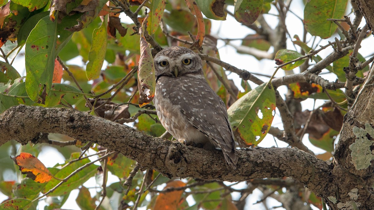 Spotted Owlet - ML224729961