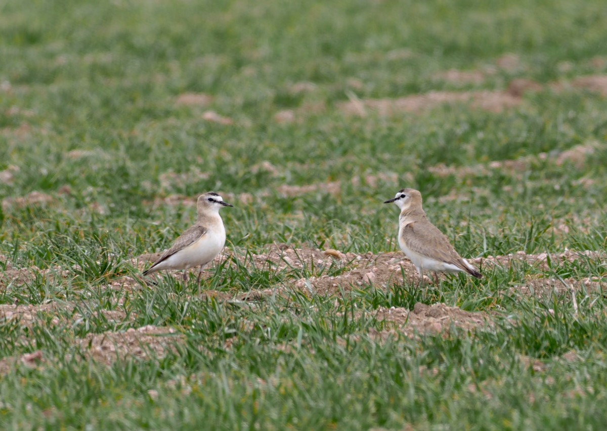 Mountain Plover - Stephan Lorenz