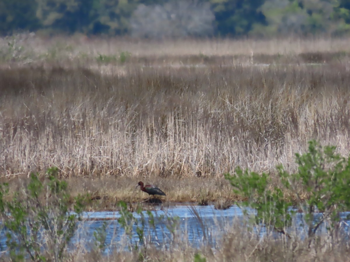 Glossy Ibis - Scott Clark