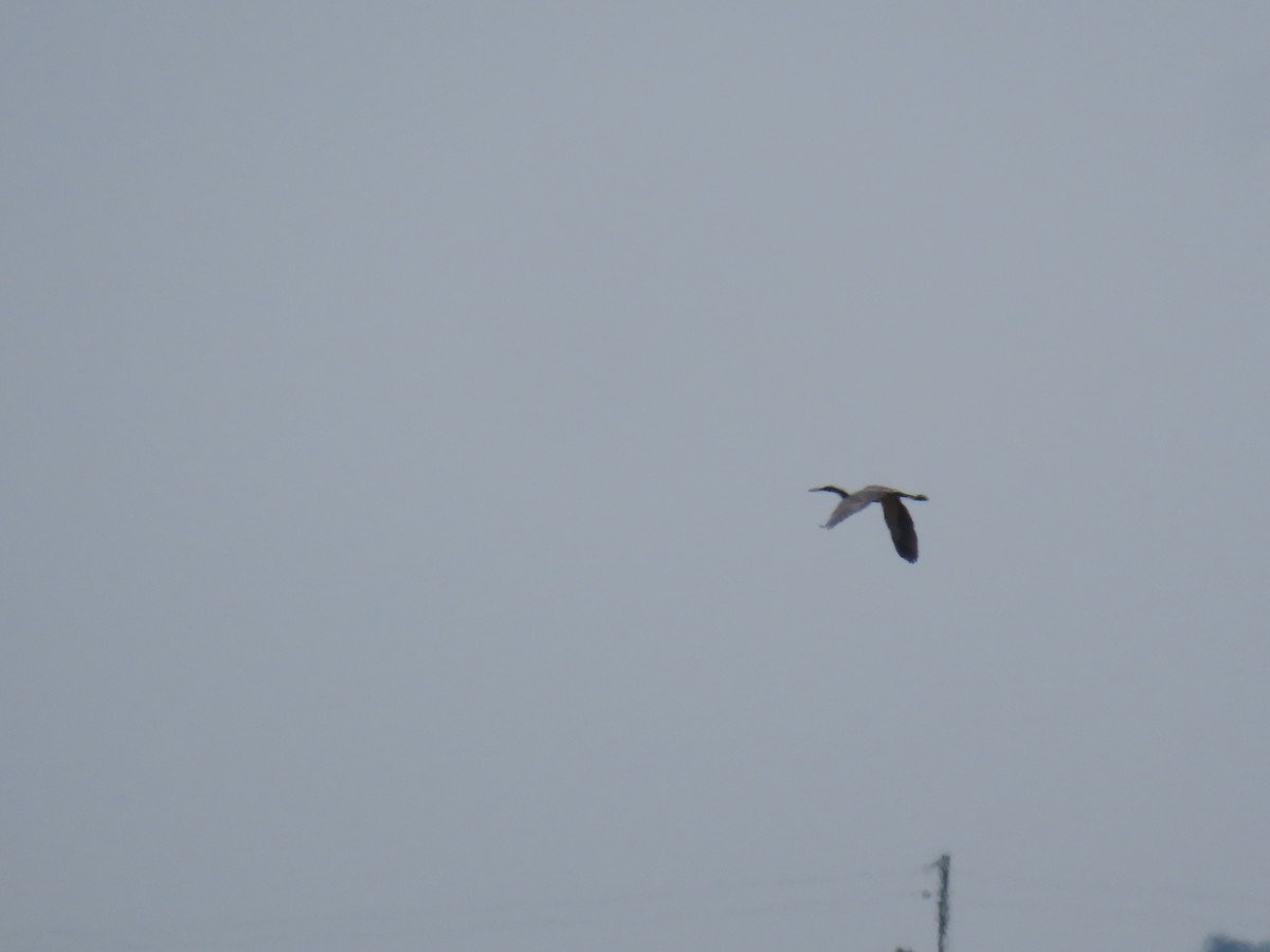 Tricolored Heron - ML224731401