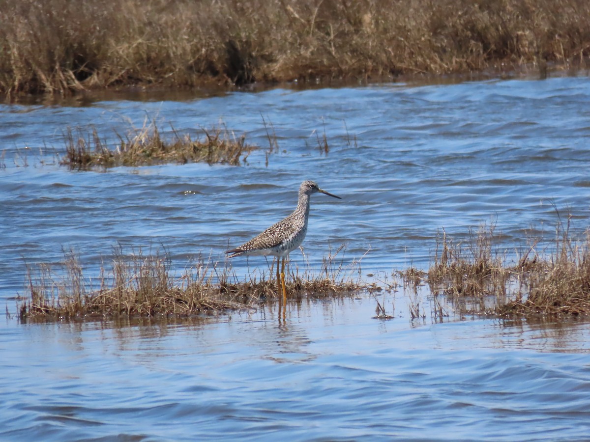 Greater Yellowlegs - ML224732131