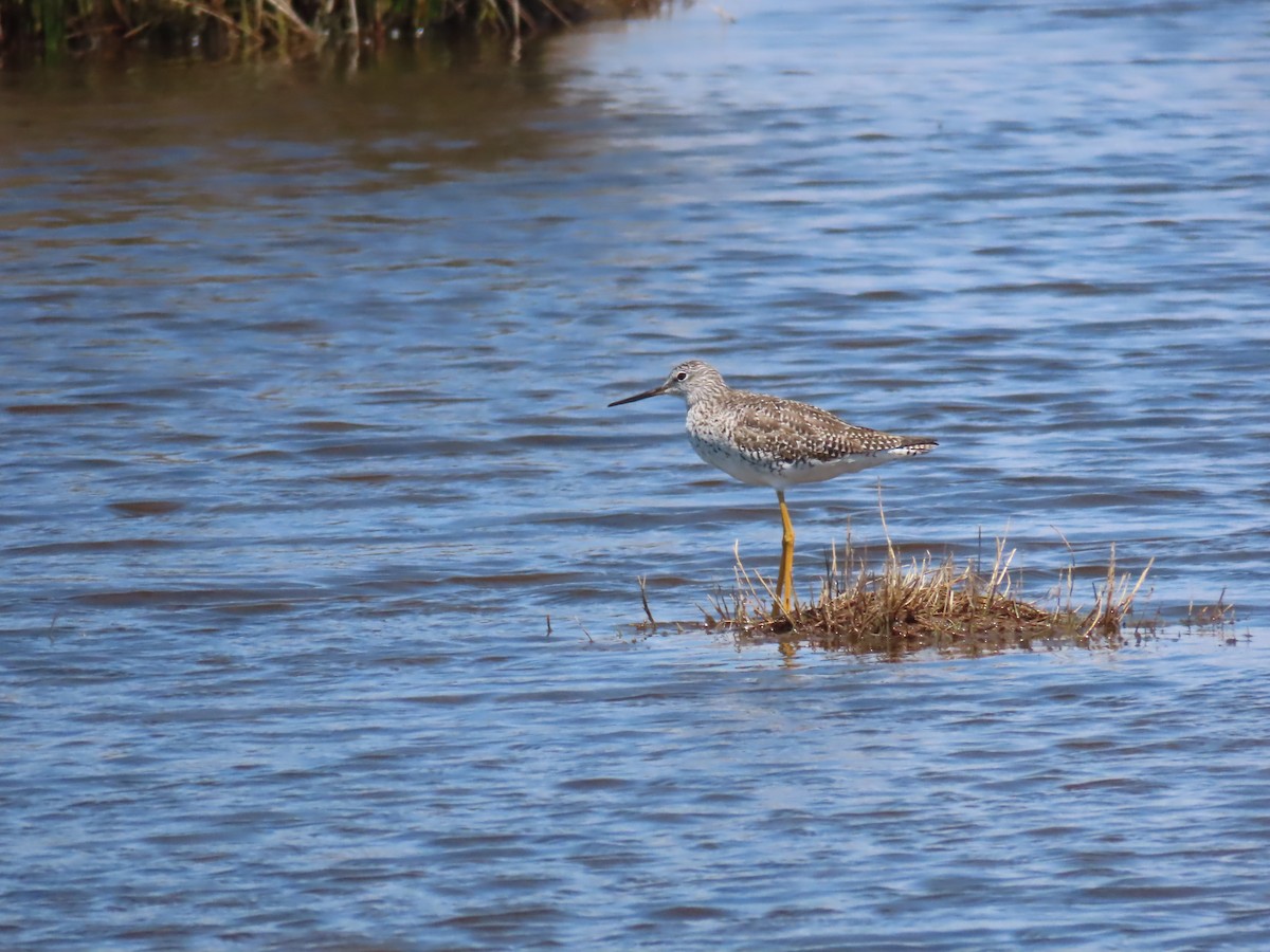 Greater Yellowlegs - ML224732171