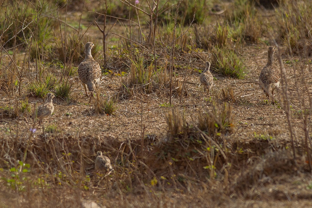 Gray Francolin - ML224732201