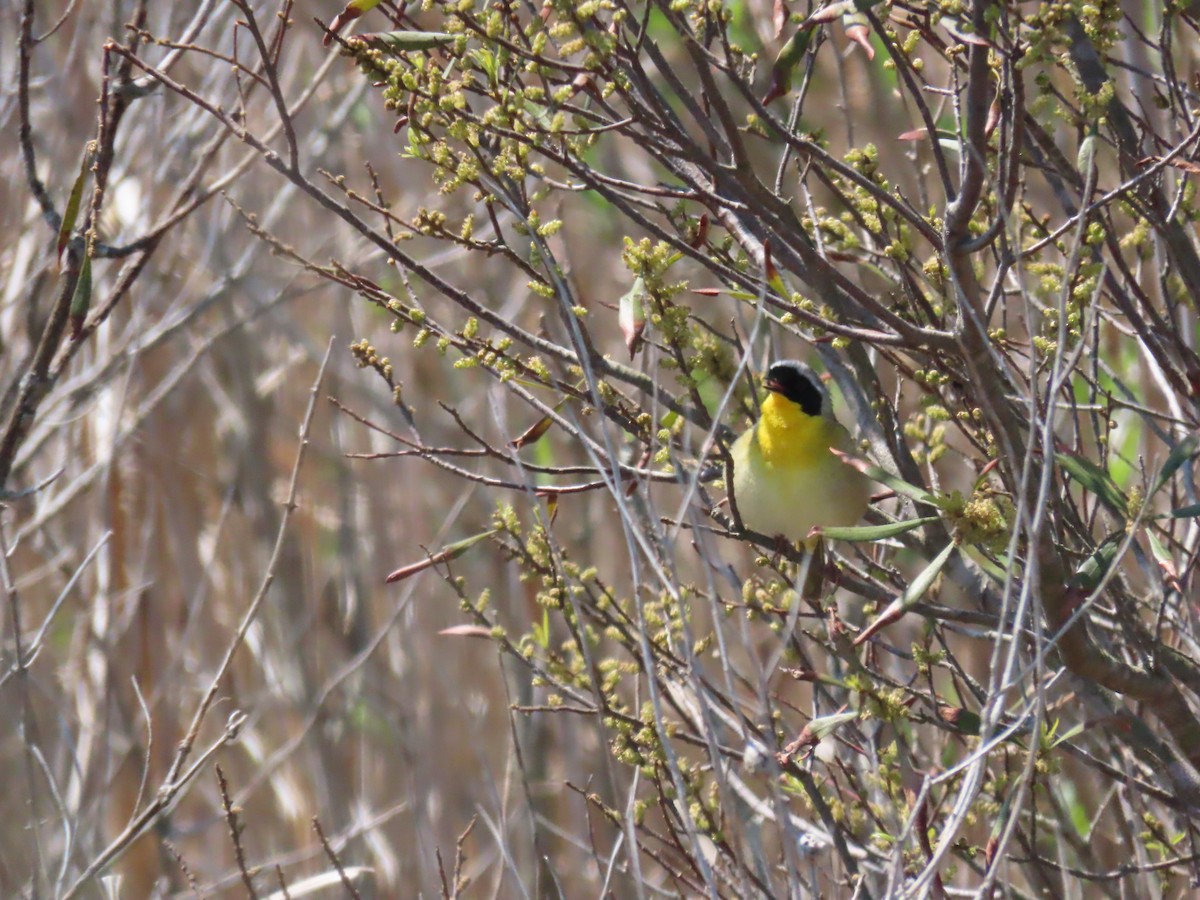 Common Yellowthroat - ML224732231