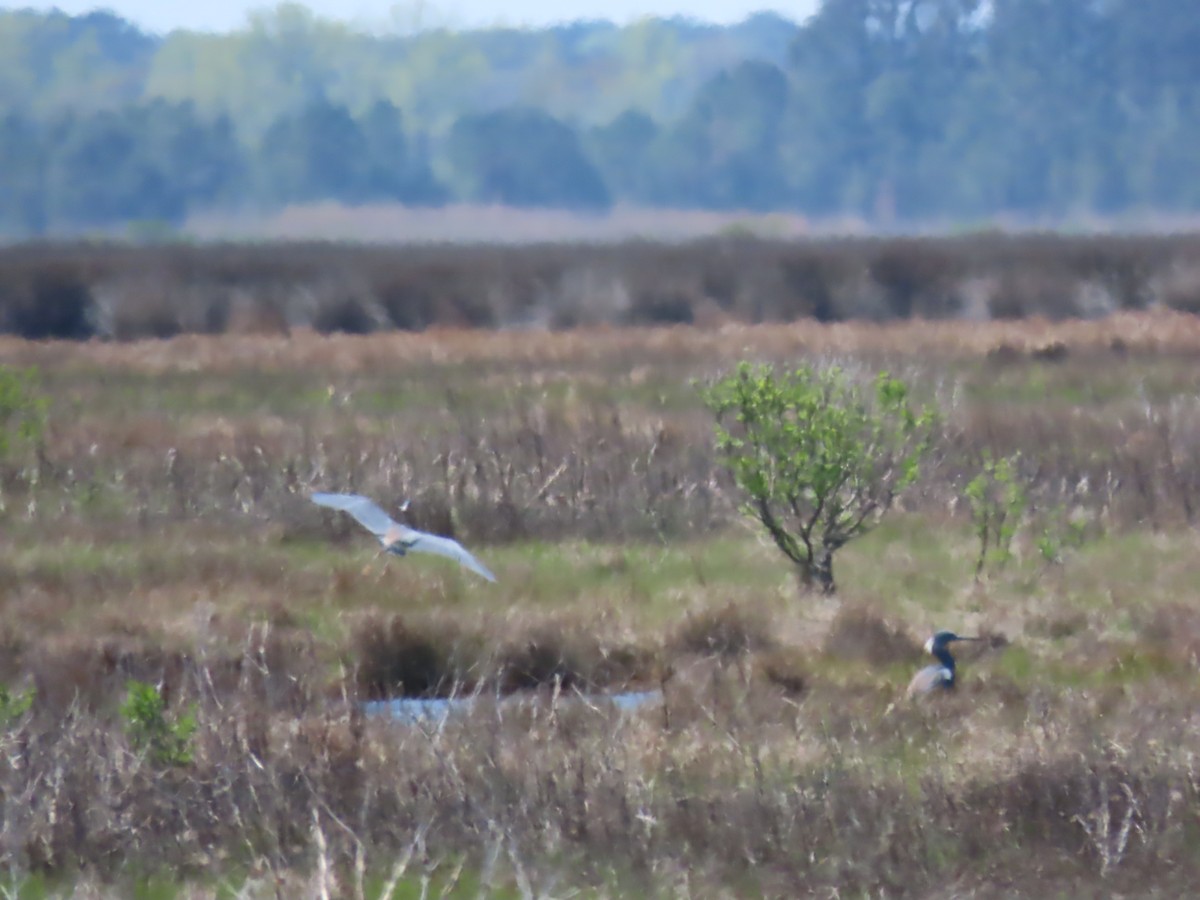 Tricolored Heron - ML224732461