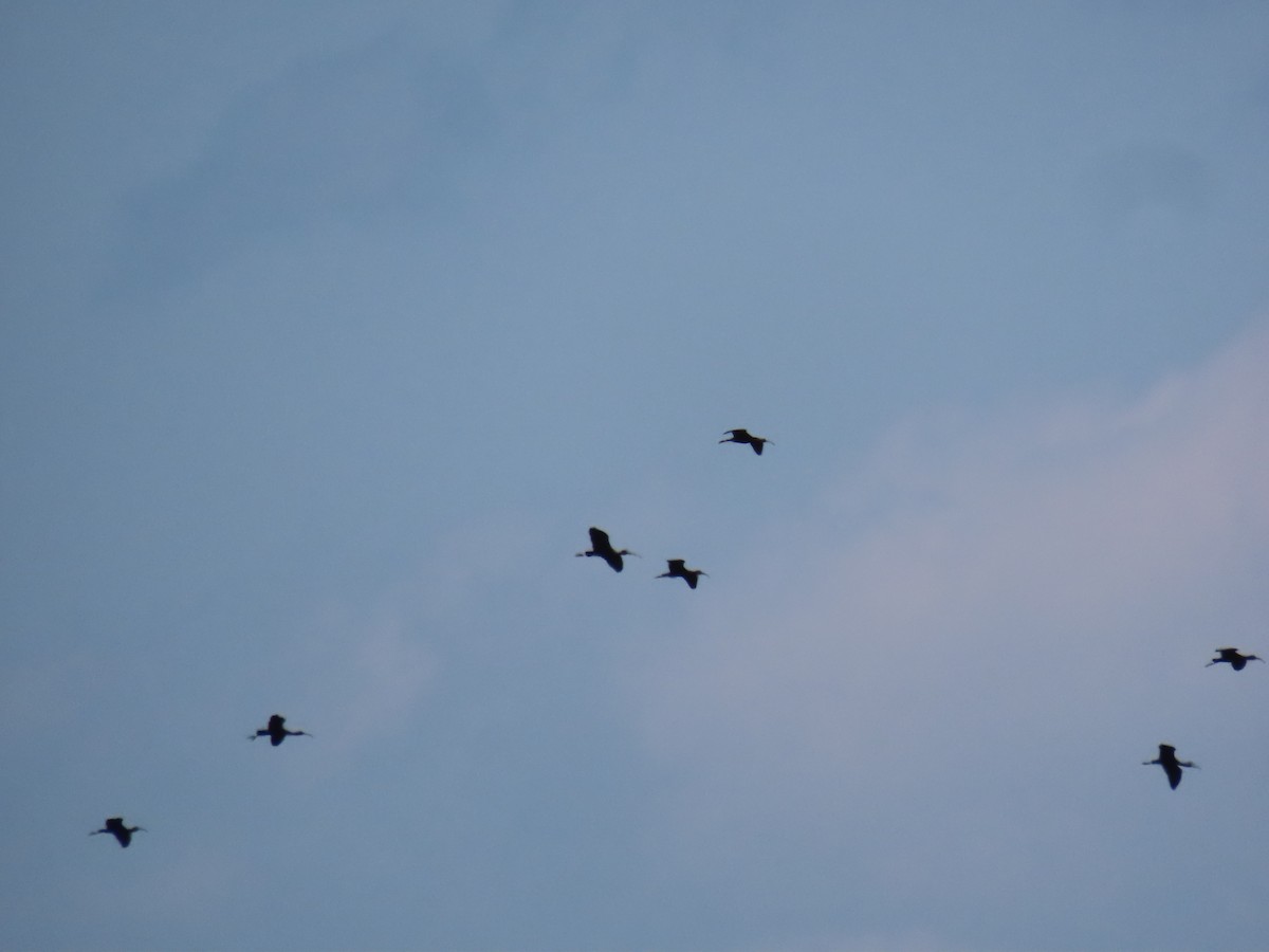 Glossy Ibis - ML224732471