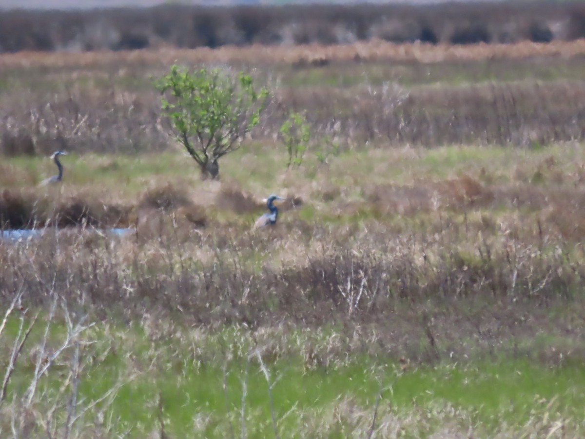 Tricolored Heron - ML224732491