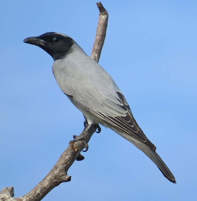 Black-faced Cuckooshrike - ML224732581
