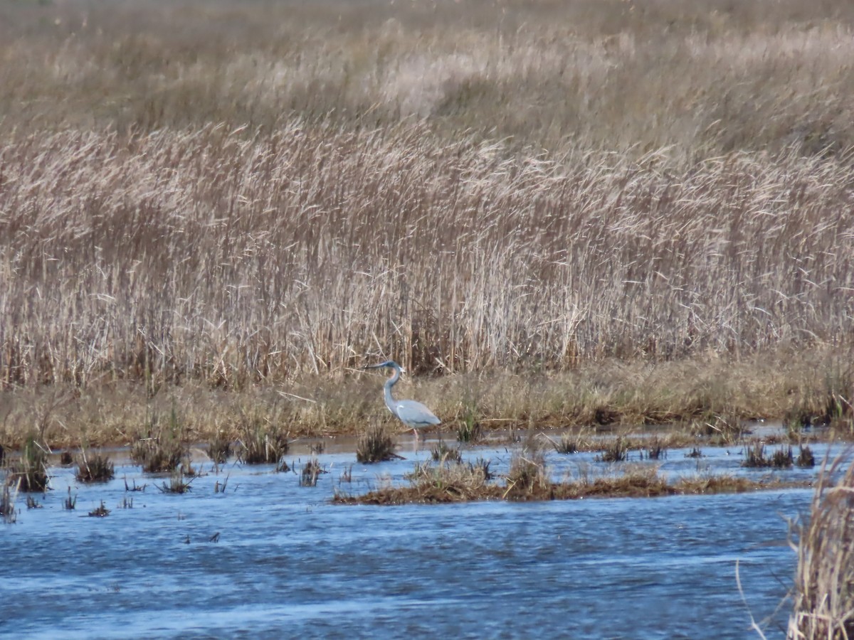 Tricolored Heron - ML224732801