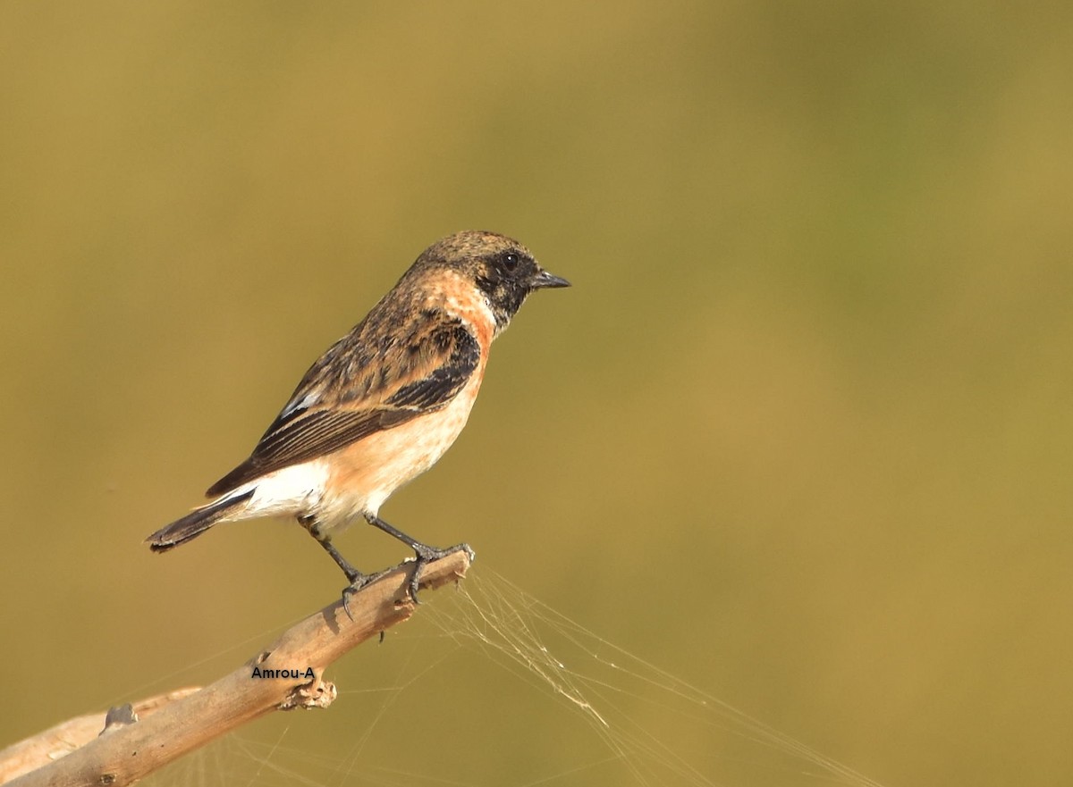Siberian Stonechat - ML224732811