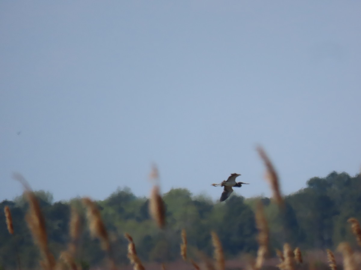 Tricolored Heron - ML224733091