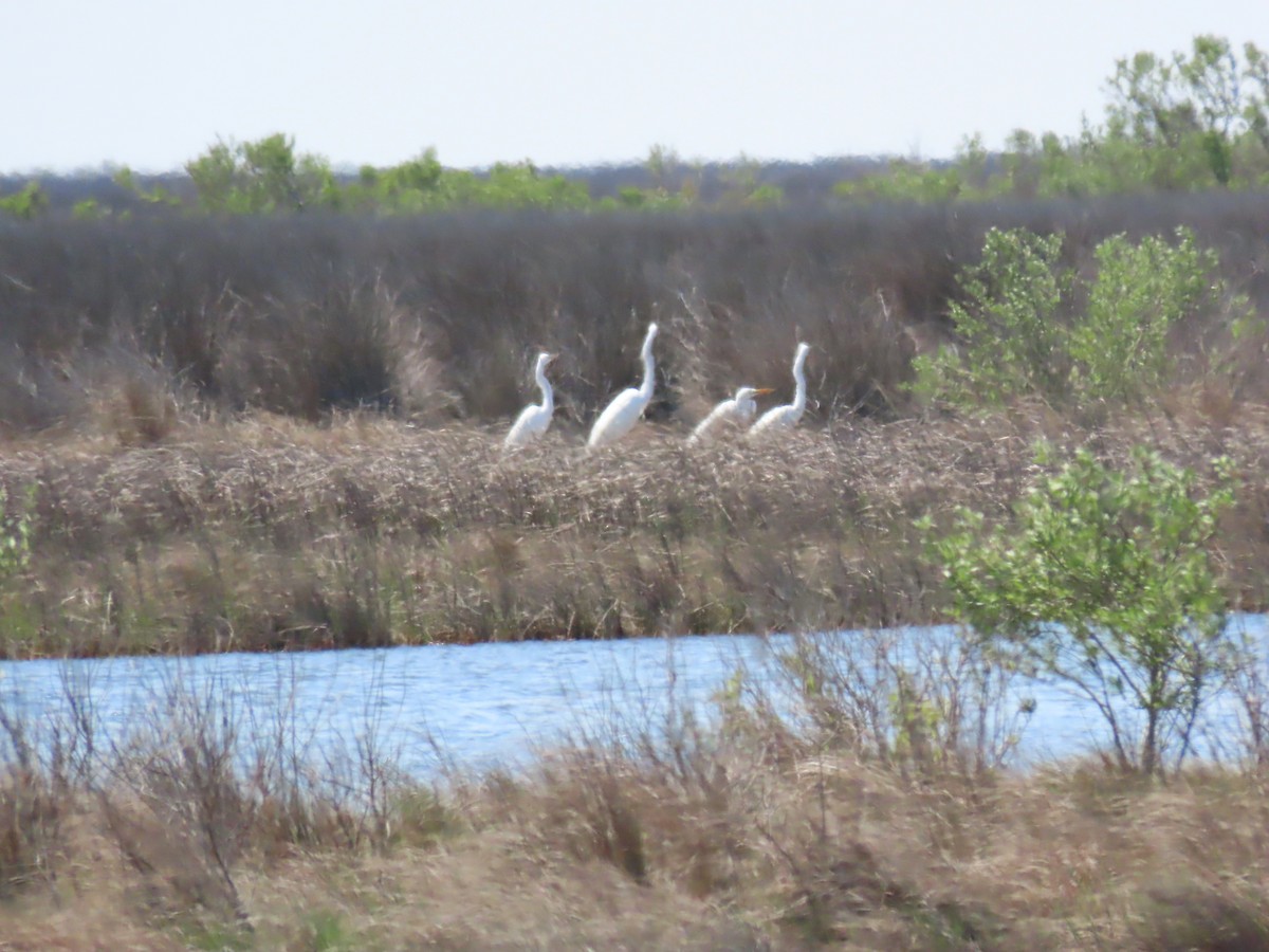 Great Egret - ML224733201