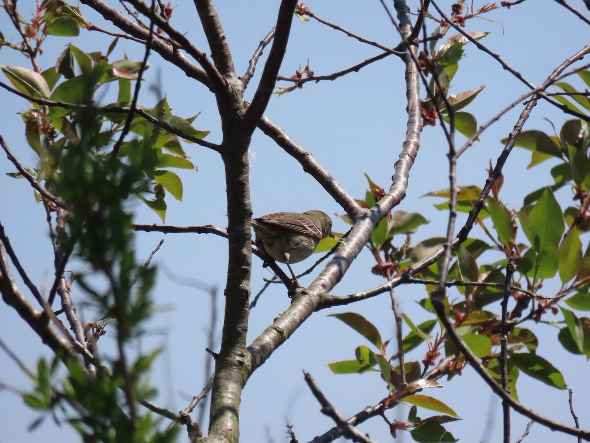 Pine Warbler - ML224733281