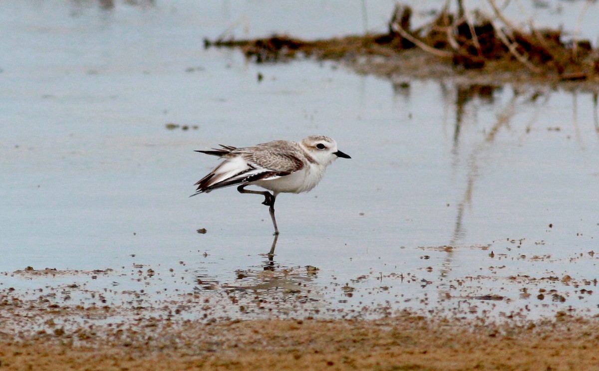 Snowy Plover - Jay McGowan