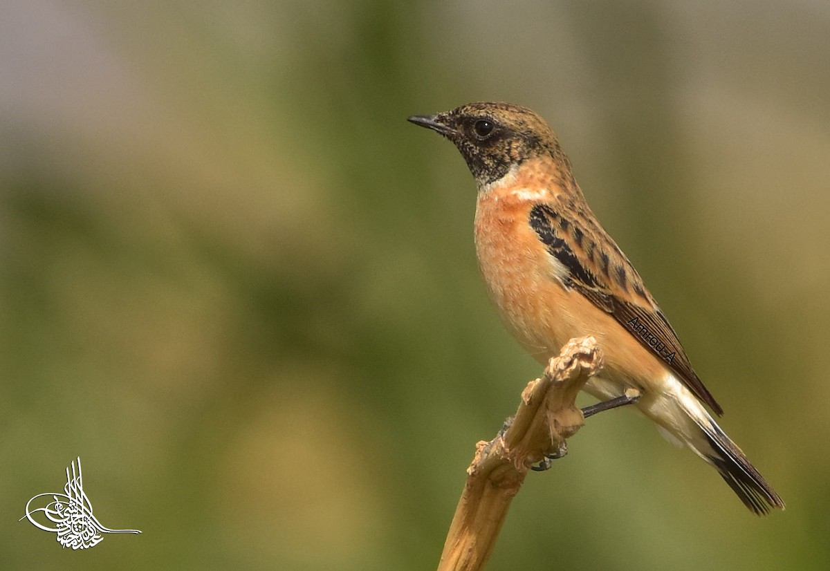 Siberian Stonechat - ML224734381