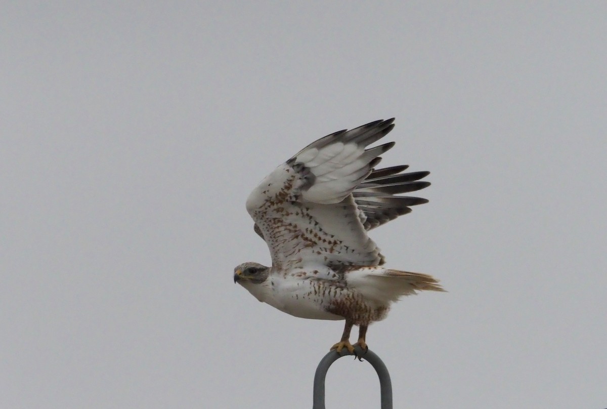 Ferruginous Hawk - ML224734561