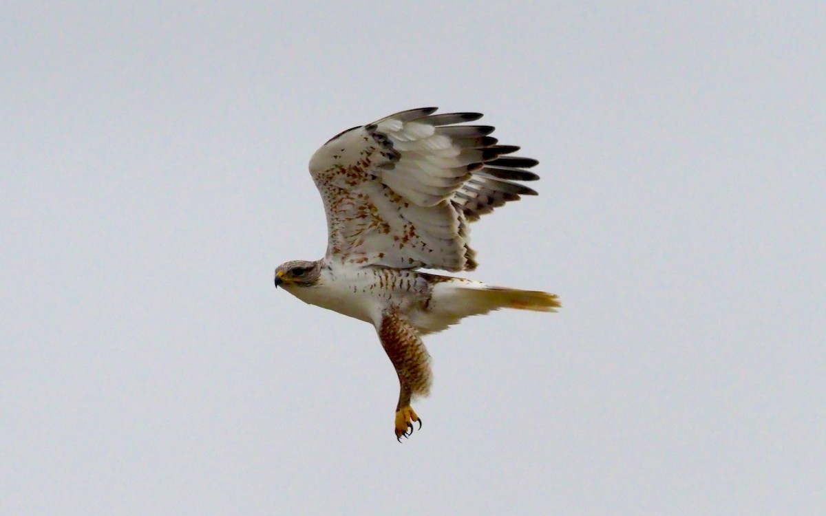 Ferruginous Hawk - ML224735181