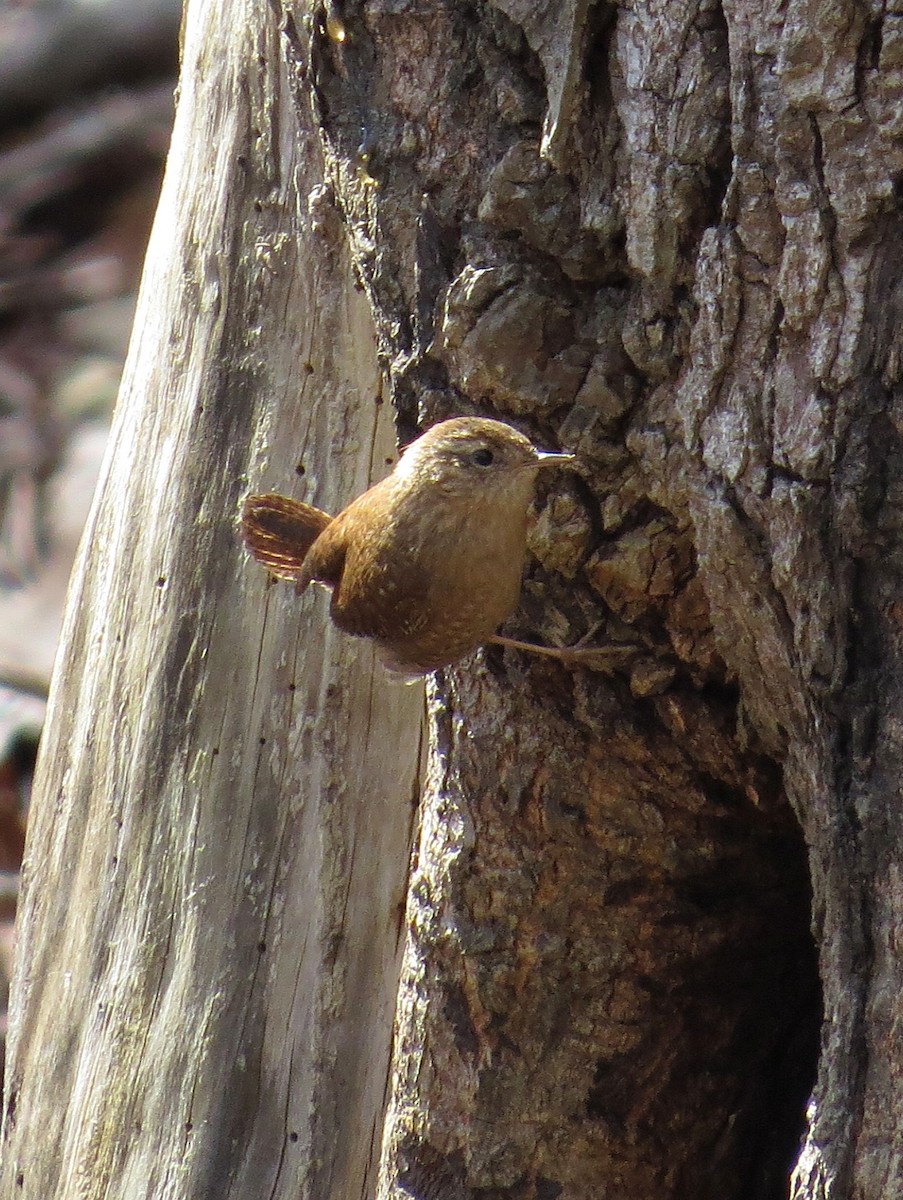 Winter Wren - ML224736361