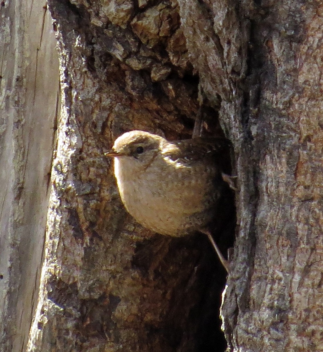 Troglodyte des forêts - ML224736391