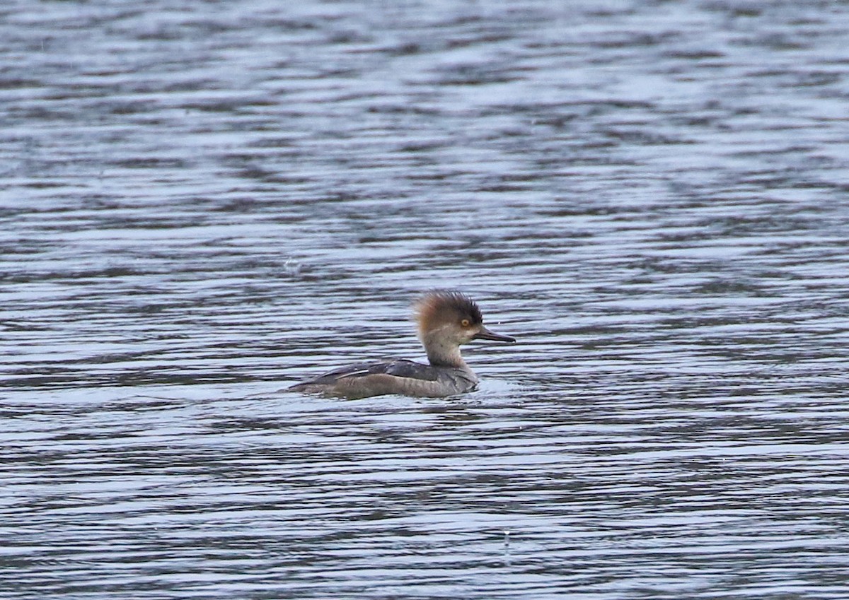 Hooded Merganser - ML224737851