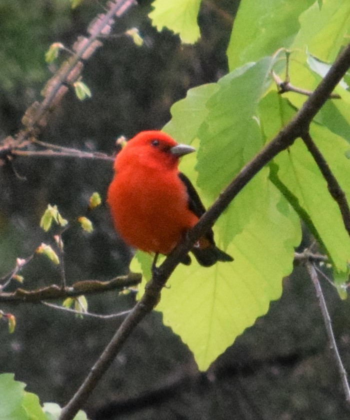 Scarlet Tanager - Mike Winck