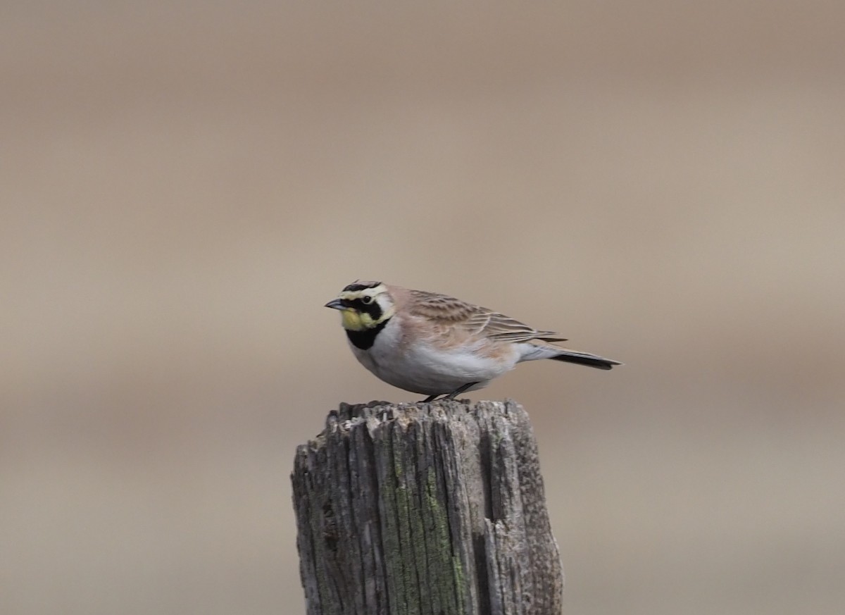 Horned Lark - Stephan Lorenz