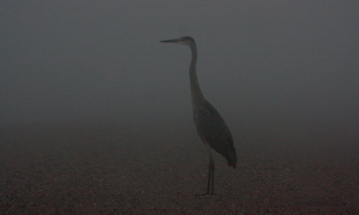 Great Blue Heron - ML22474061