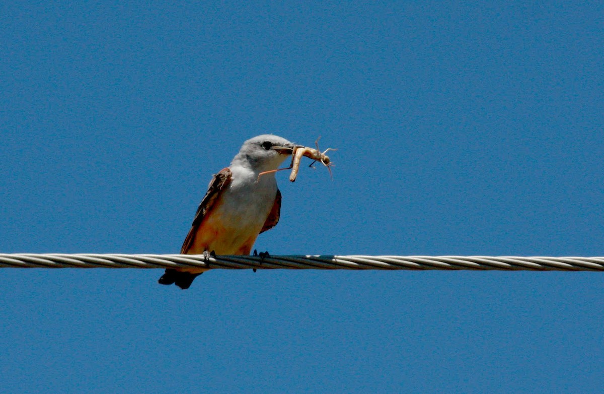 Scissor-tailed Flycatcher - ML22474191