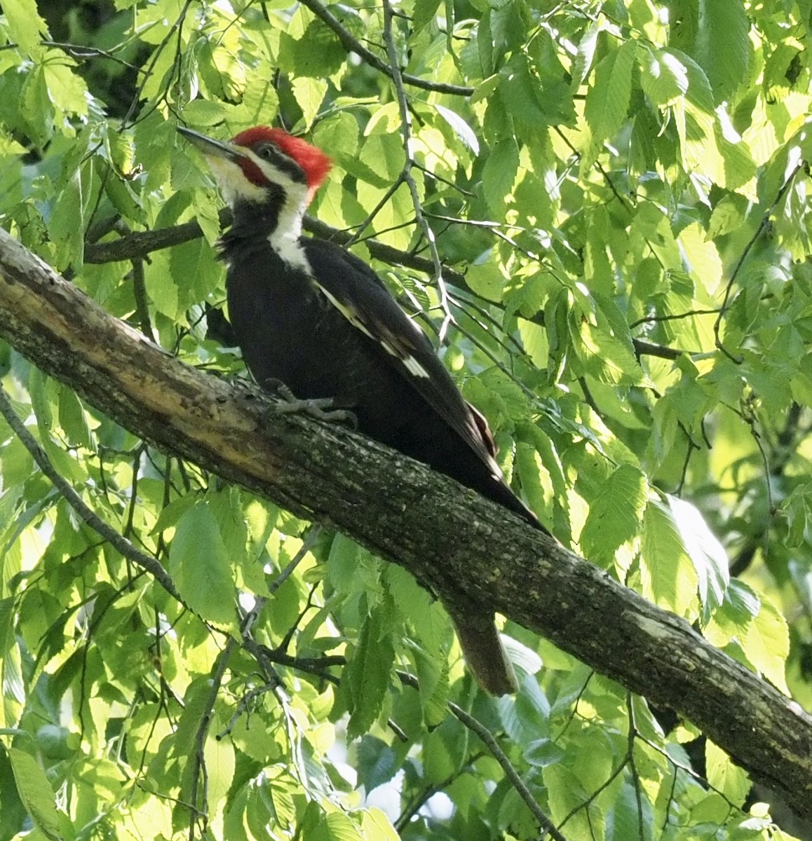 Pileated Woodpecker - Bob Foehring
