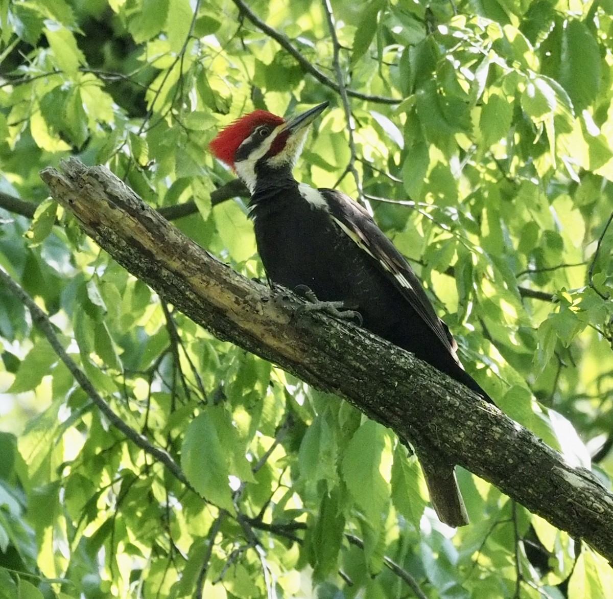 Pileated Woodpecker - Bob Foehring