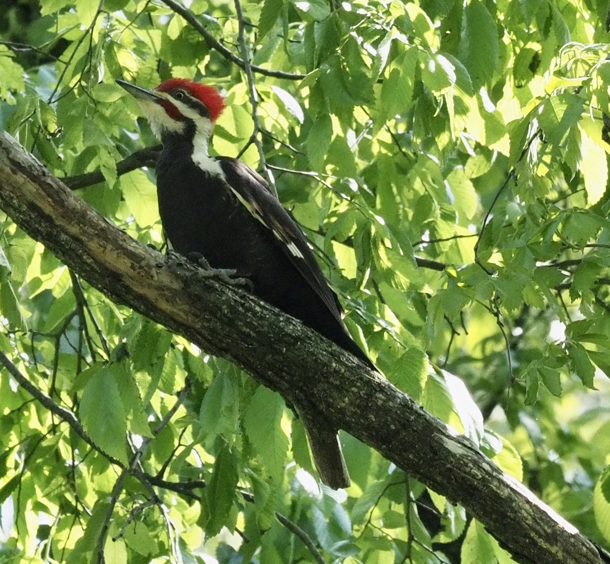 Pileated Woodpecker - Bob Foehring